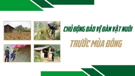 Chủ động bảo vệ đàn vật nuôi trước mùa Đông
