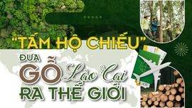 “Tấm hộ chiếu” đưa gỗ Lào Cai ra thế giới