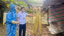 Lào Cai chủ động khoanh vùng, ngăn dịch lở mồm long móng trên đàn gia súc