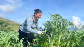 Năm 2026, toàn tỉnh sẽ chuyển đổi hơn 289 ha đất trồng lúa