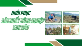 Khôi phục sản xuất nông nghiệp sau bão