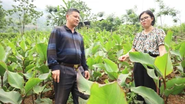 Bát Xát: Diện tích cây dong riềng tăng 2,5 lần so với năm 2024