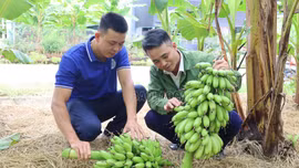 Chuyển đổi cây trồng, nâng cao giá trị nông nghiệp