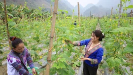 Triển vọng cây dưa chuột vụ 3 ở Phong Hải