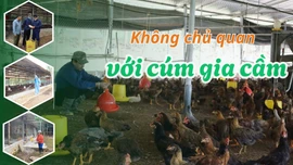 Không chủ quan với cúm gia cầm