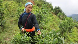 Toàn tỉnh có trên 2.575 ha cây trồng đạt tiêu chuẩn VietGAP, hữu cơ