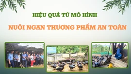 Hiệu quả từ mô hình nuôi ngan thương phẩm an toàn