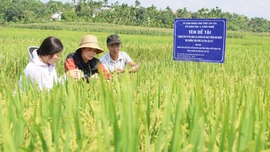 Đánh giá đề tài nghiên cứu, tuyển chọn các giống lúa chất lượng gạo ngon theo hướng thảo dược