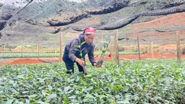 Chuẩn bị hơn 81 triệu cây giống phục vụ trồng rừng