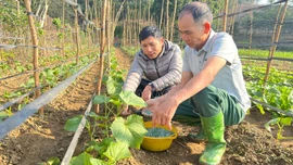 Hiệu quả sản xuất vụ đông ở Bảo Hà