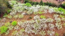 Mường Hum ngăn chặn tình trạng tự ý chặt cành lê