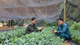 Vườn ươm vào vụ, sẵn sàng cây giống trồng rừng