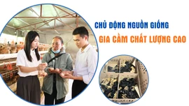 Chủ động nguồn giống gia cầm chất lượng cao