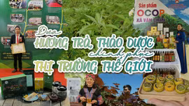 Đưa hương trà, thảo dược chinh phục thị trường thế giới