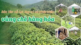 Bảo Yên nỗ lực duy trì và phát triển vùng chè hàng hóa