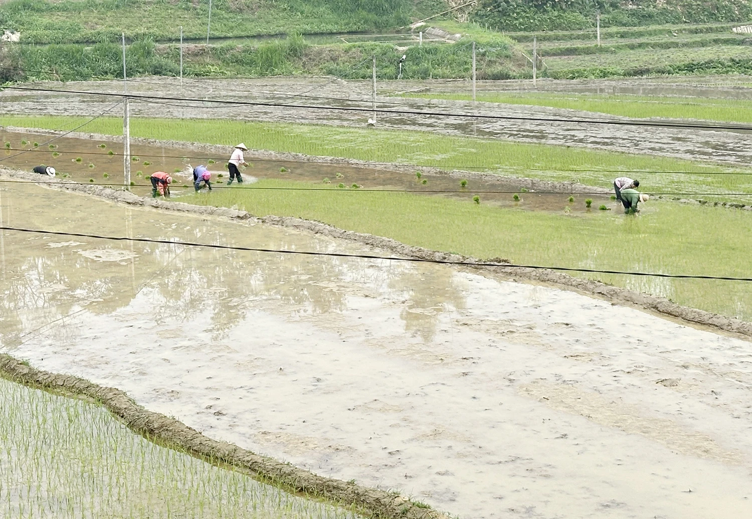 Nhân dân các xã Tả Phời, HỢp Thành cấy lúa vụ Xuân.jpg