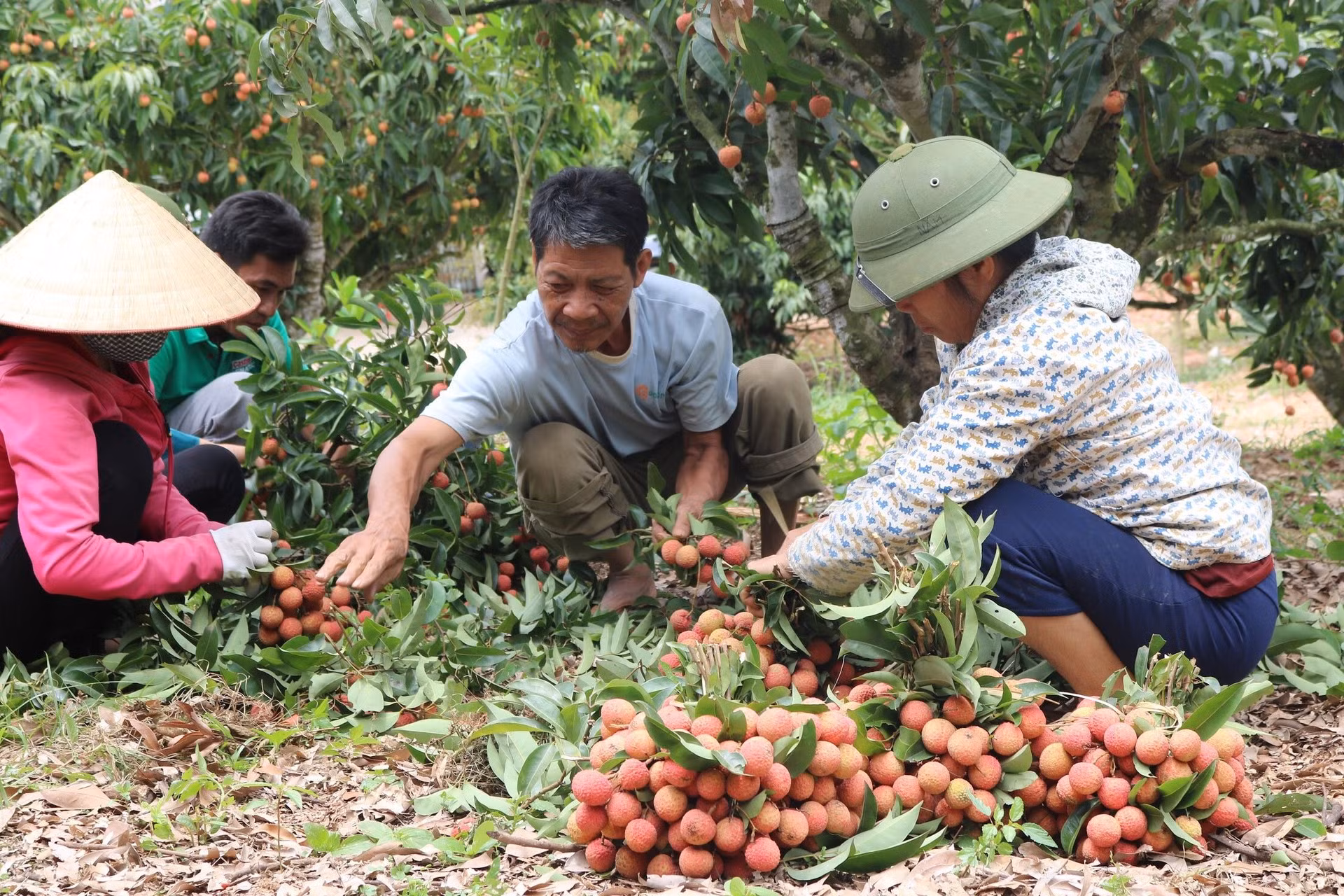 Vải thiều cũng là một trong những mặt hàng tiềm năng của trái cây Việt Nam.