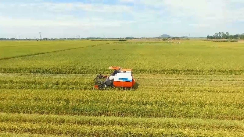 Sản xuất lúa của Việt Nam hiện vẫn thuận lợi, bảo đảm nhu cầu trong nước và xuất khẩu.