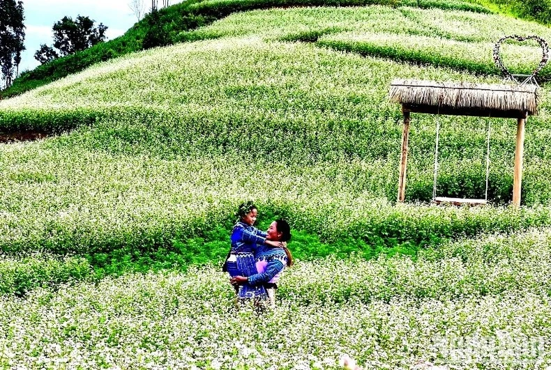 Tam giác mạch trắng nở bung mời gọi du khách kỳ nghỉ lễ Quốc khánh 2/9.