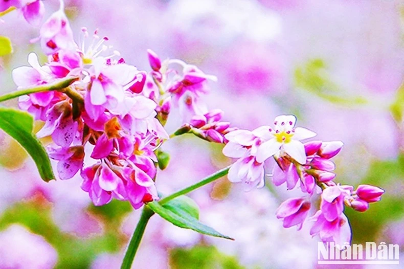 Cánh hoa mỏng tím lung linh trong nắng thu.