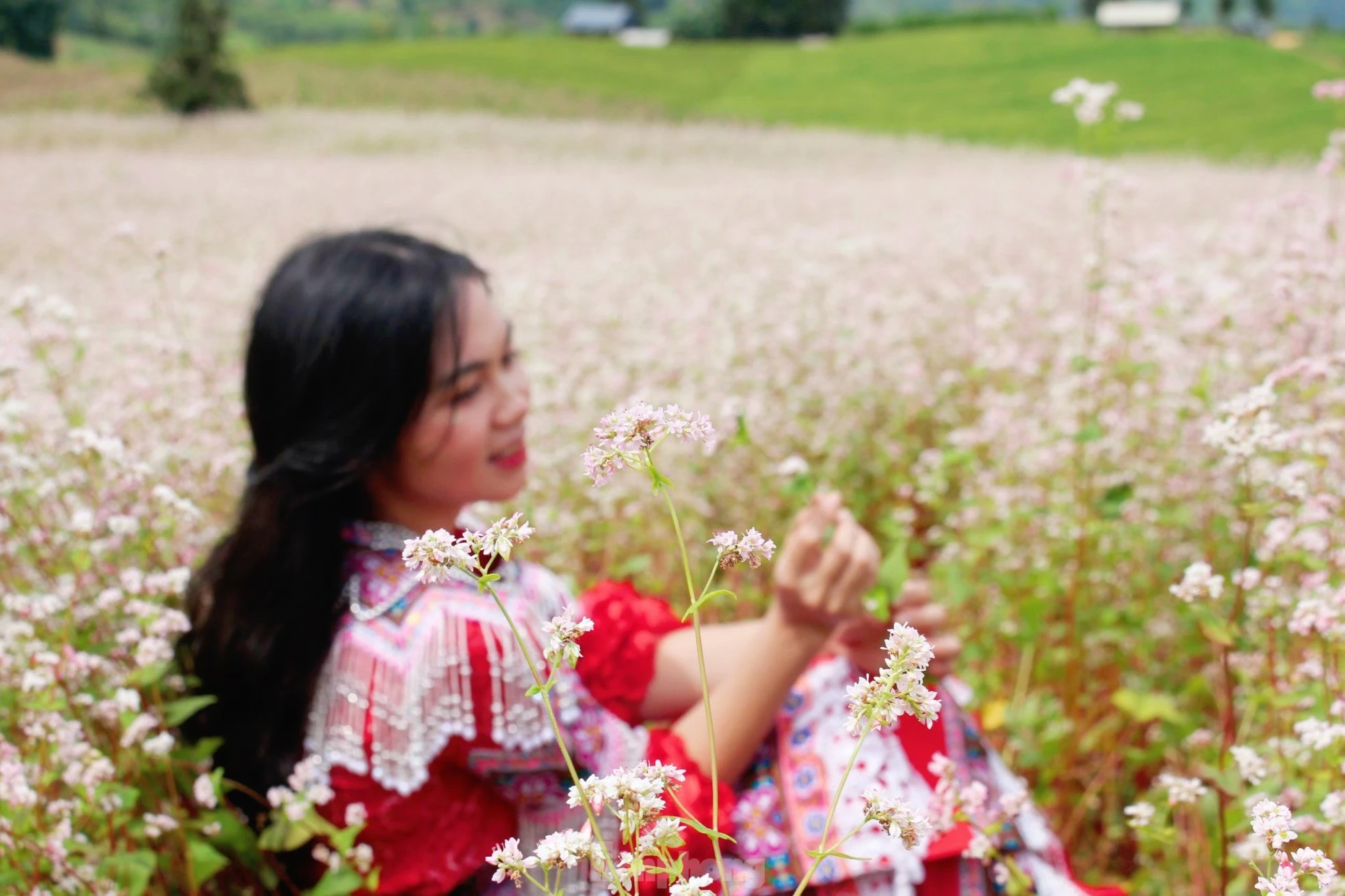 Nhiều người cũng bật mí rằng hoa Tam giác mạch đẹp nhất là khi vào độ sắp tàn, chuyển màu từ trắng sang phớt hồng rồi đỏ thẫm.