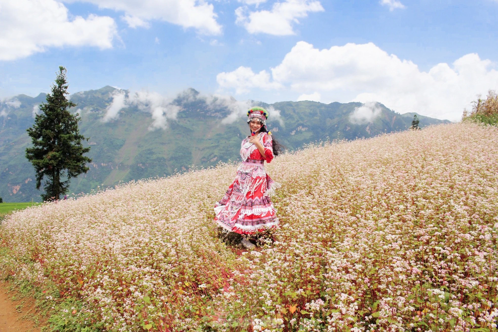 Từ đầu tháng 10 năm nay, hoa tam giác mạch đã phủ hồng cả thảo nguyên Suối Thầu.