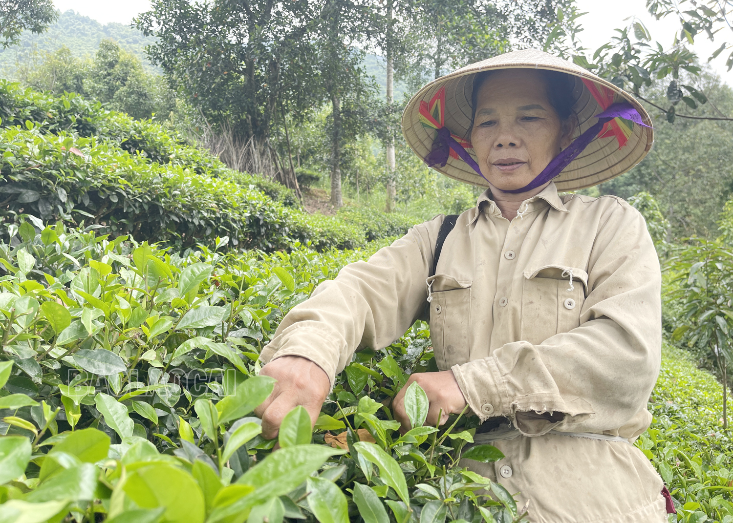 Cây chè vẫn giúp gia đình bà Phạm Thị Chín có kinh phí trang trải cho cuộc sống. ba chin.jpg