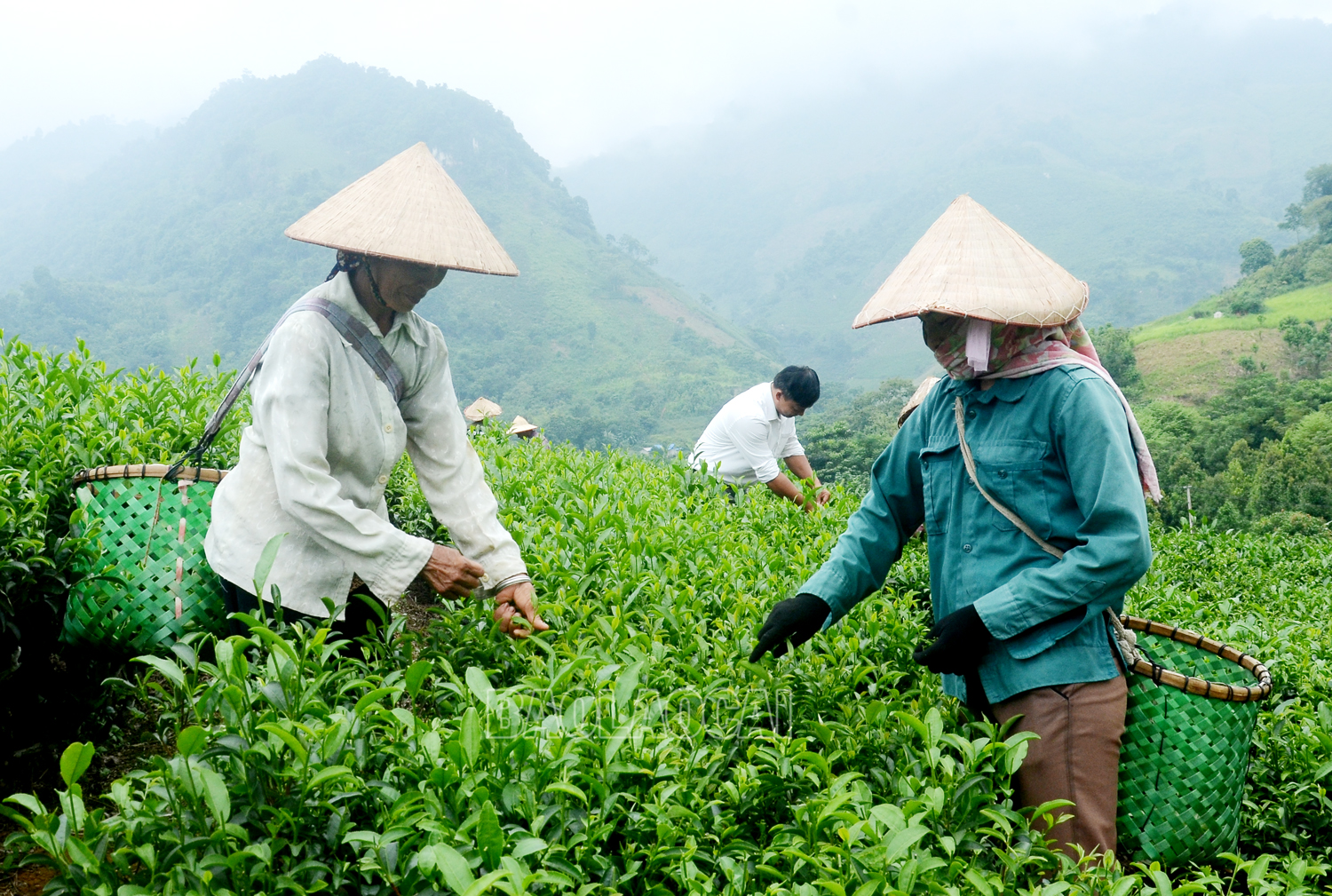 Người dân thôn Ải Nam có thu nhập cao từ trồng chè bát tiên và phúc vân tiên. ai nam thu che.jpg