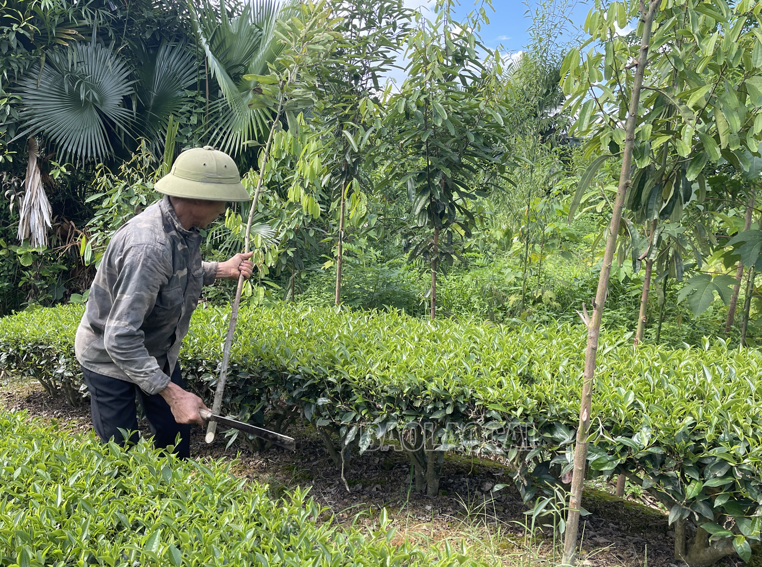 Ông Đỗ Văn Tuyên ở thôn Phú Lâm, xã Phú Nhuận quyết tâm vực lại cây chè. chat que.jpg