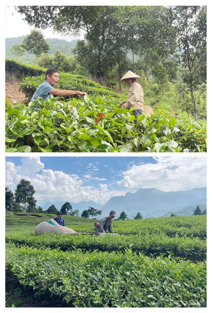 Cây chè vẫn mang lại thu nhập thường xuyên, ổn định cho người trồng tại huyện Bảo Thắng. hai che.jpg