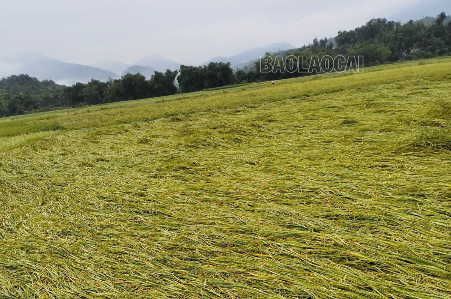 84,38 ha lúa tại huyện Văn Bàn thiệt hại dưới 30%. IMG-9322.jpg