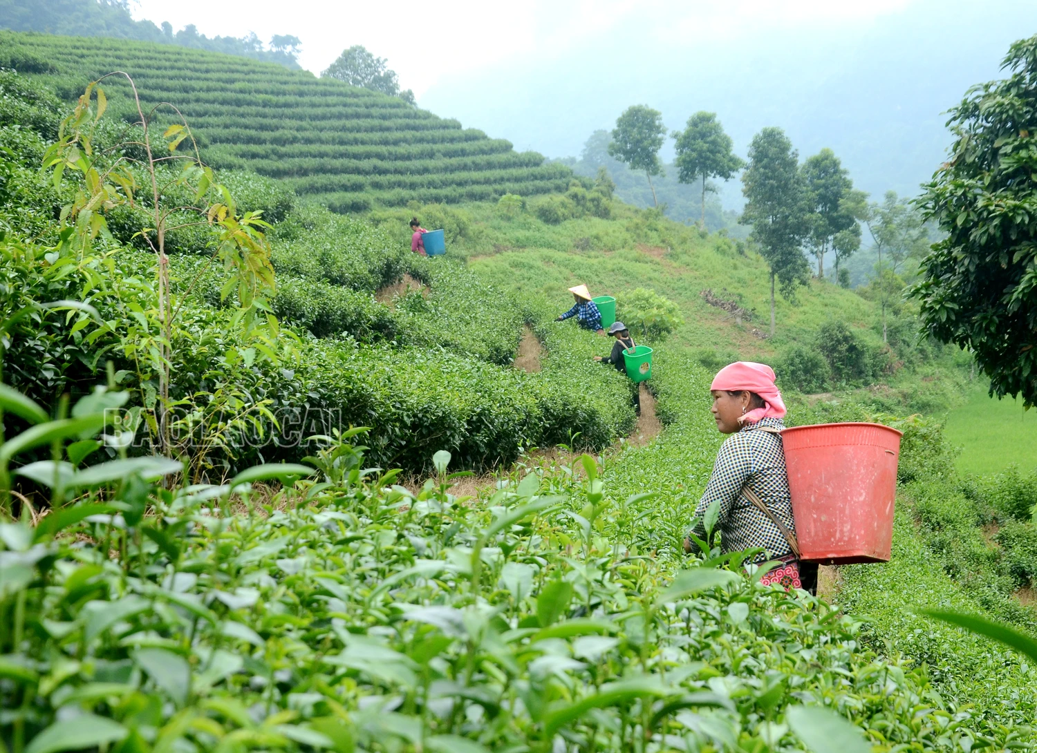 vung che bao thang.jpg
