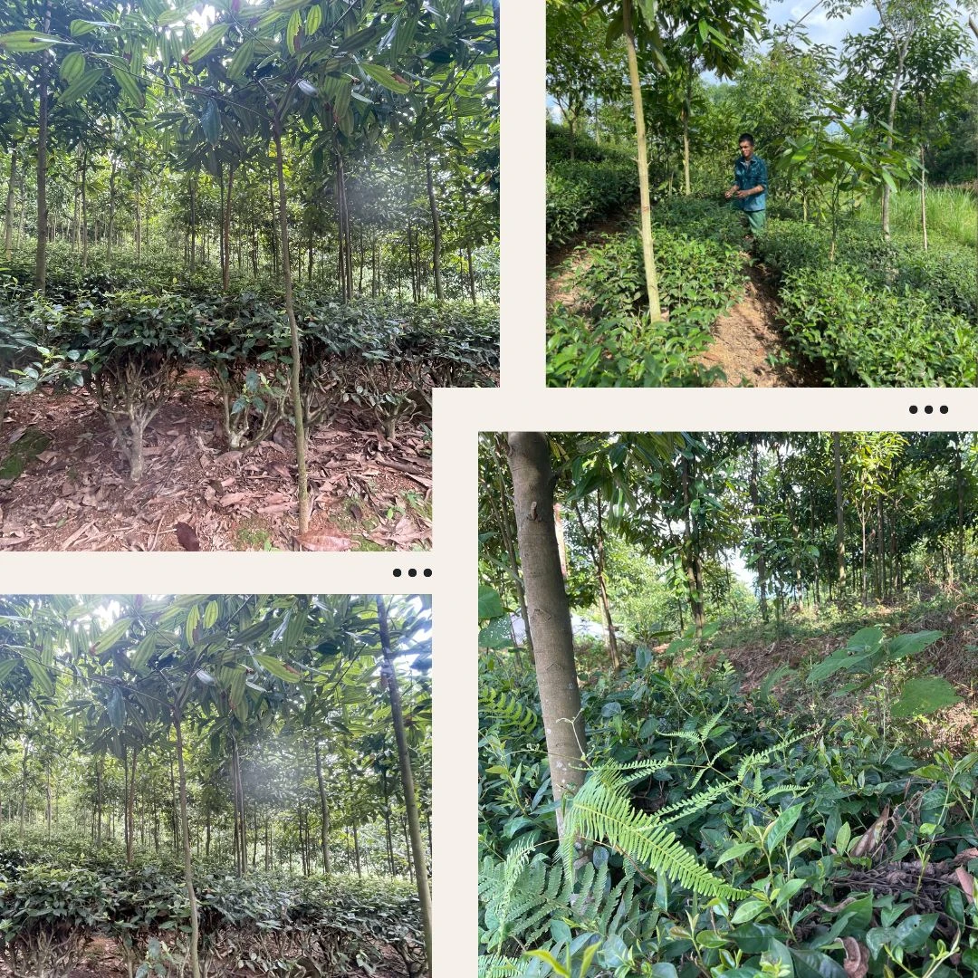 cay chè bị bỏ duoi tan que.jpg