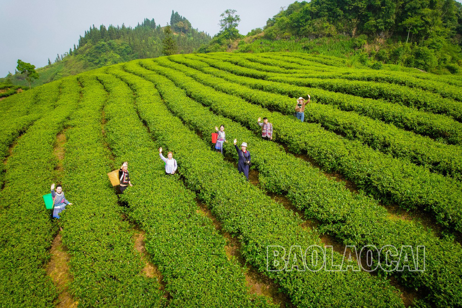 Mường Khương tạo ra vùng nguyên liệu sản xuất nông nghiệp bền vững. mk 4.jpg