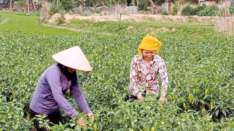 baolaocai-bl_gen-h-z7294583348701-063e88745f34e3ce0af87a01970c10cb-9845-5803.jpg