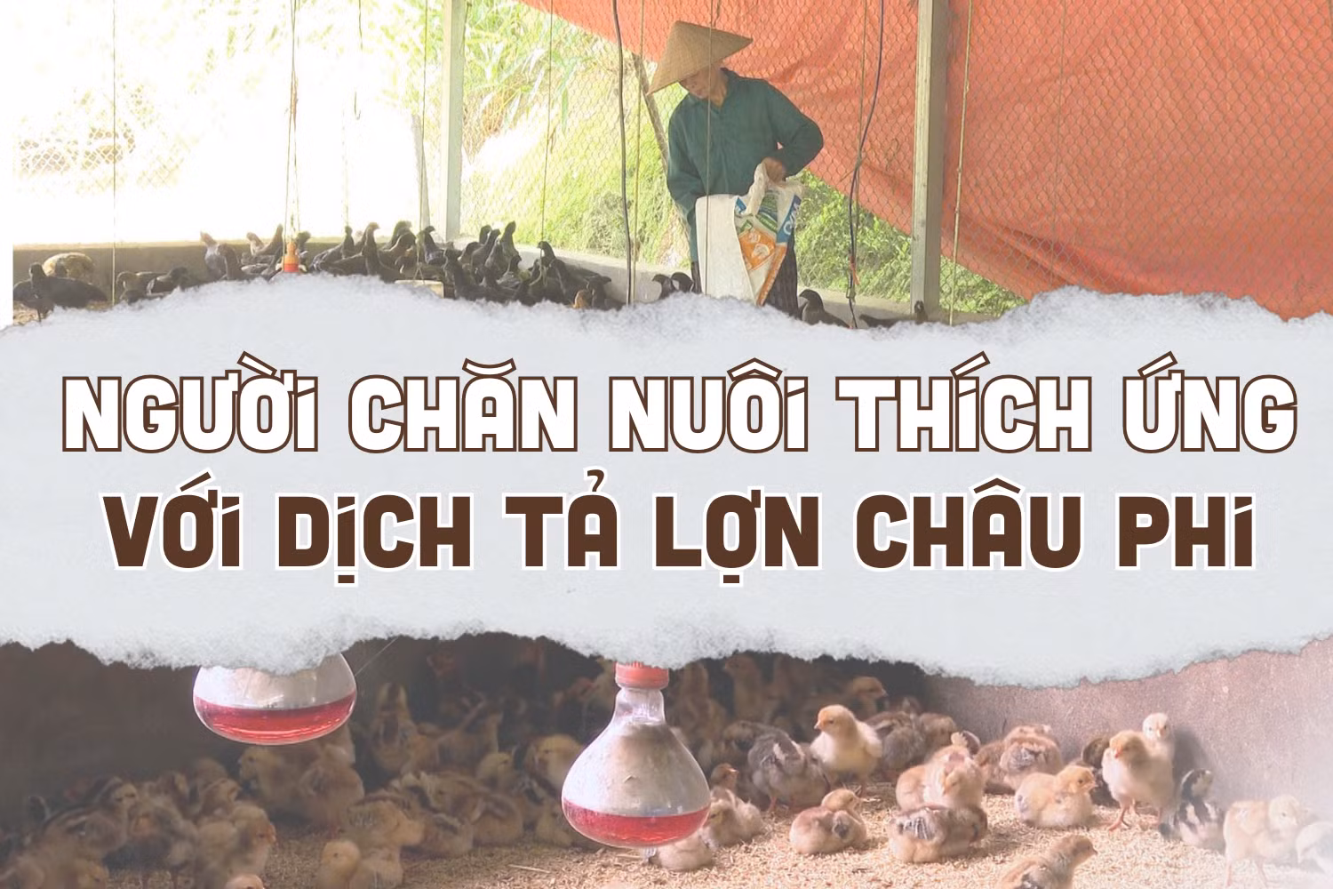 Người chăn nuôi thích ứng với dịch tả lợn châu Phi