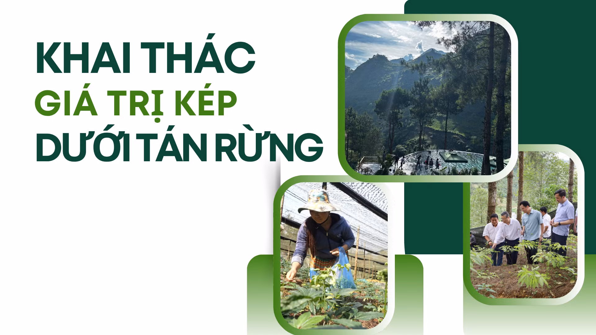 Khai thác giá trị kép dưới tán rừng