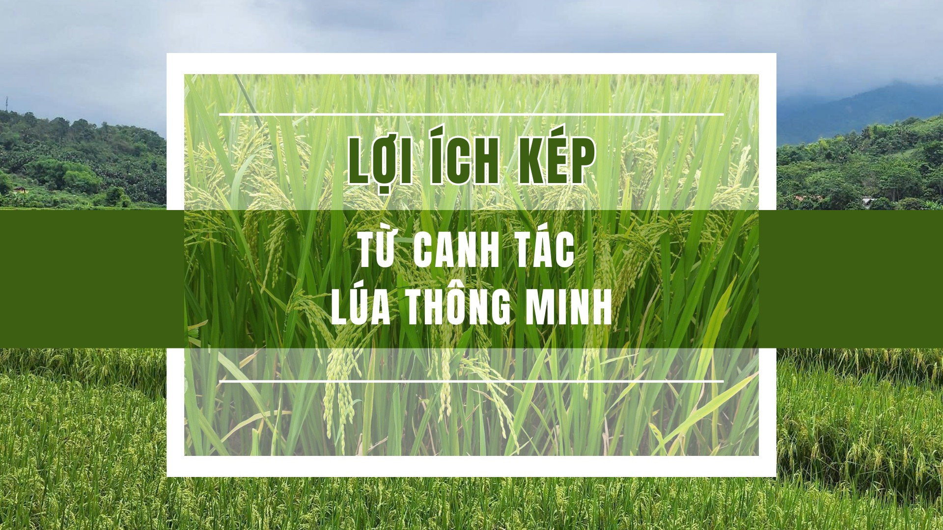 Lợi ích kép từ canh tác lúa thông minh