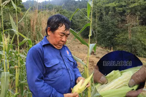 Nhiều diện tích ngô bị ảnh hưởng bởi hạn hán