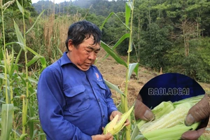 Nhiều diện tích ngô bị ảnh hưởng bởi hạn hán