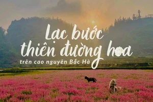 Lạc bước thiên đường hoa trên cao nguyên Bắc Hà