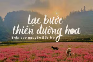 Lạc bước thiên đường hoa trên cao nguyên Bắc Hà