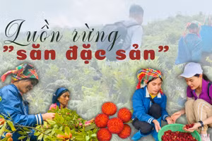 Luồn rừng "săn đặc sản"