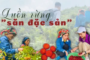 Luồn rừng "săn đặc sản"
