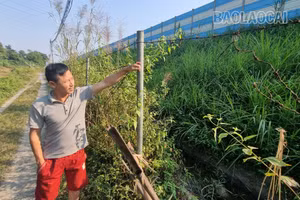 Nở rộ nạn phá rào, mở lối vào cao tốc Nội Bài - Lào Cai