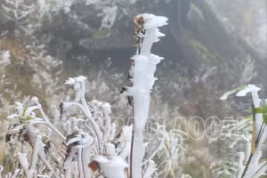 Lào Cai: Băng giá xuất hiện ở các đỉnh núi cao