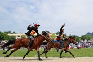 Kịch tính vòng chung kết Giải đua ngựa Bắc Hà lần thứ XVI