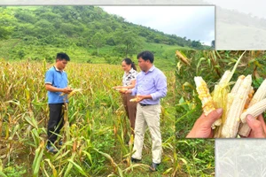 Nỗi lo sau nắng hạn