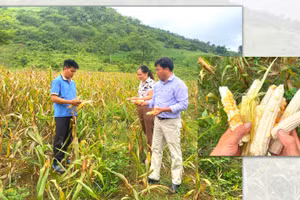 Nỗi lo sau nắng hạn