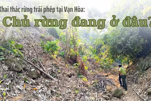 Khai thác rừng trái phép tại Vạn Hòa: Chủ rừng đang ở đâu?